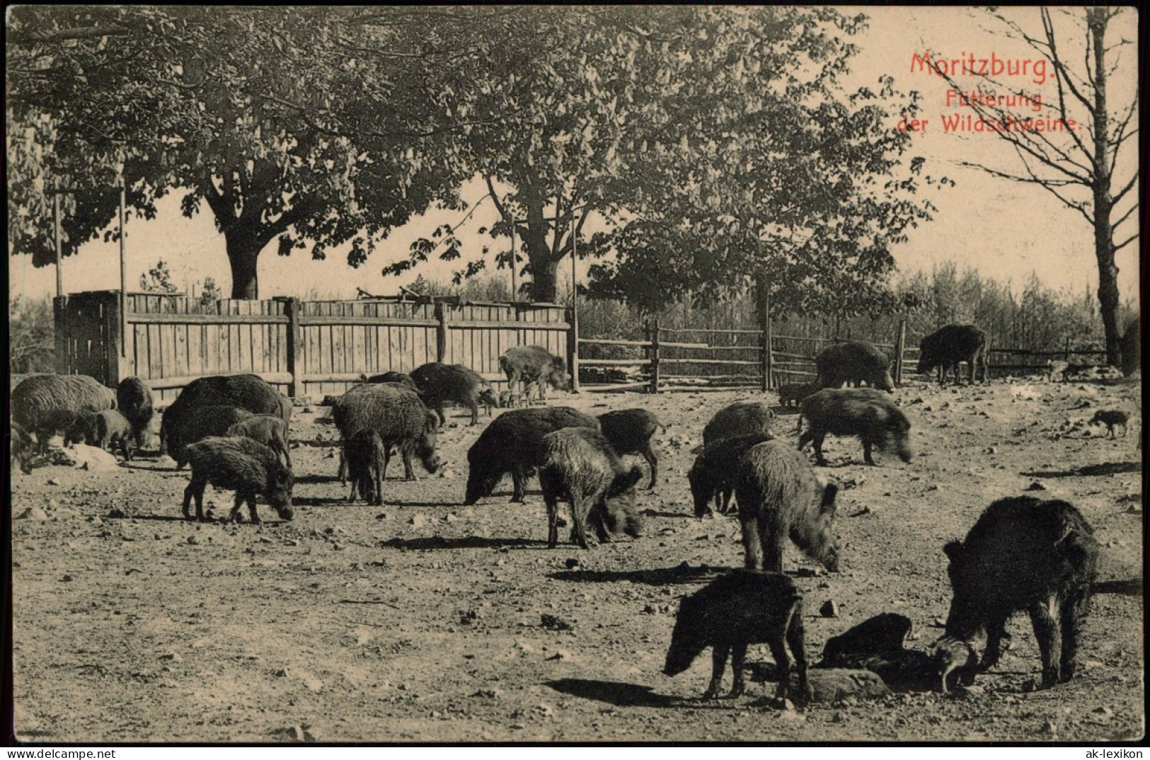 Ansichtskarte Moritzburg Fütterung Der Wildschweine 1911 - Moritzburg