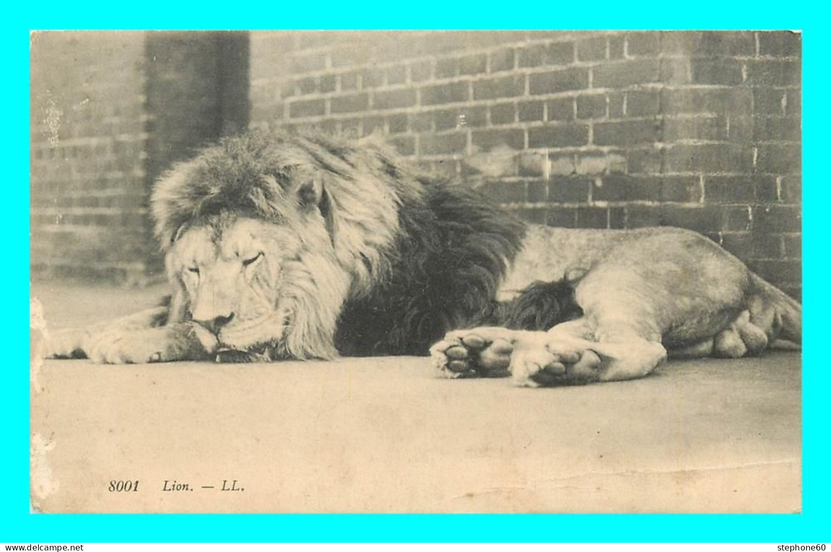 A794 / 359 LION - Lion