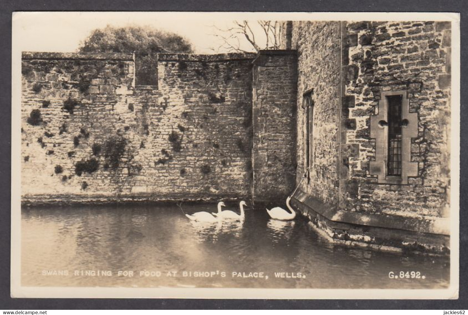 123983/ WELLS, Swans Ringing For Food At Bishop's Palace - Wells