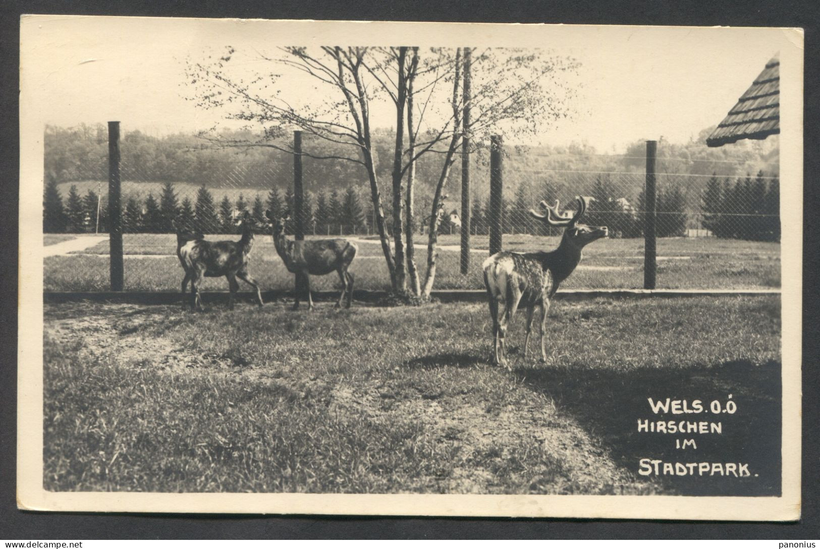 Wels Austria, ZOO Zoological Garden, Year 1932 - Wels