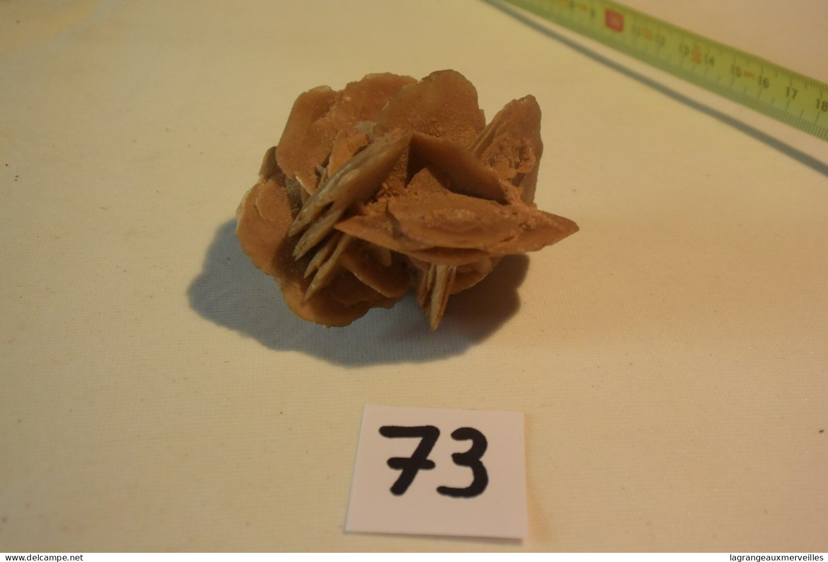 C73 Authentique Coquillage Rose Des Sables - Seashells & Snail-shells