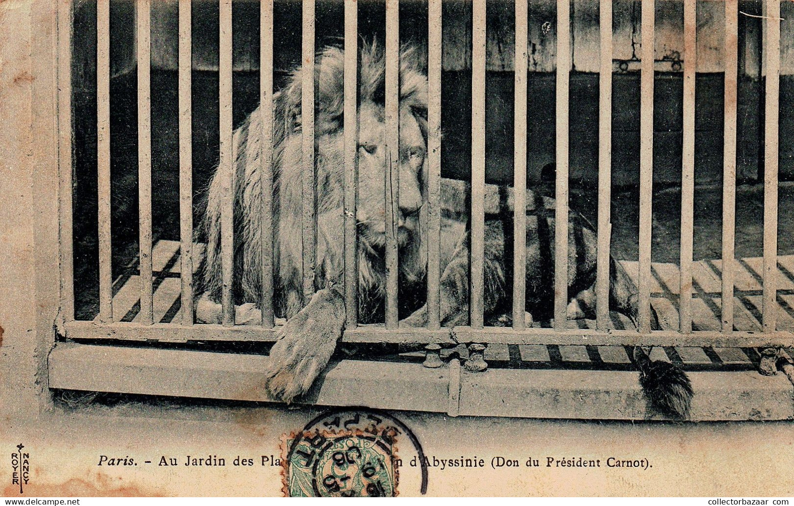 France Paris Zoo Abyssinie Lion Donated Vintage Original Postcard - Lions