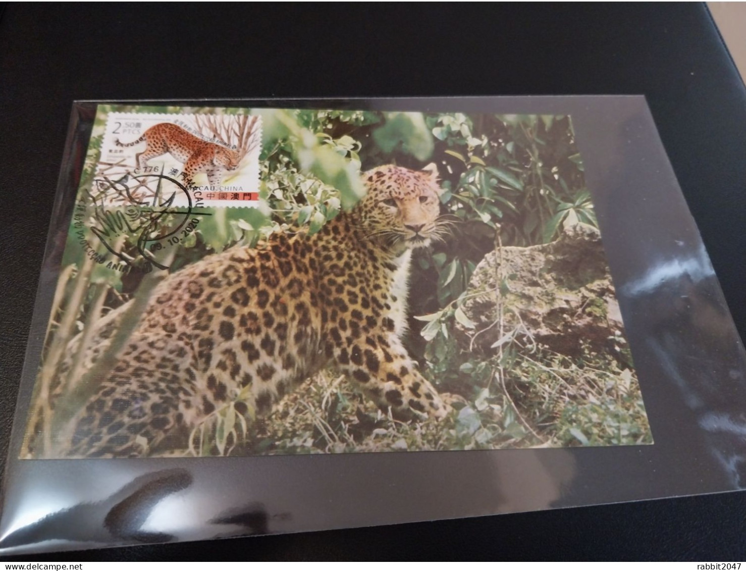 Macau: Leopard, Cat, Protected Species,  Maximum Card - Cartoline Maximum