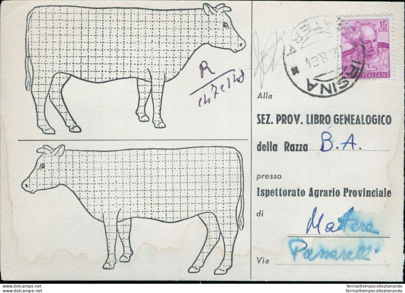 Cl194 Cartolina  Commerciale  Matera Libro Genealogico Della Razza B.a. - Matera