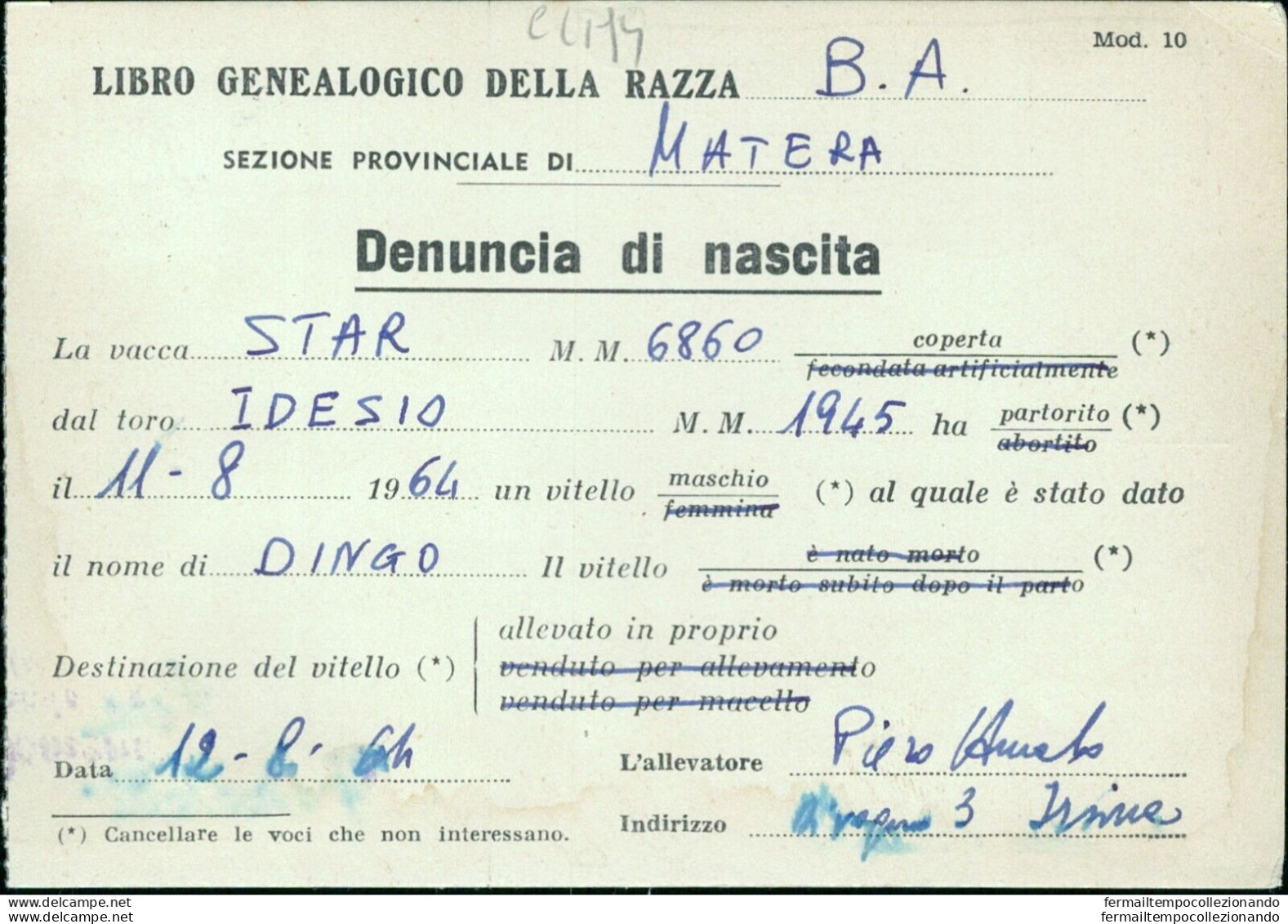 Cl194 Cartolina  Commerciale  Matera Libro Genealogico Della Razza B.a. - Matera