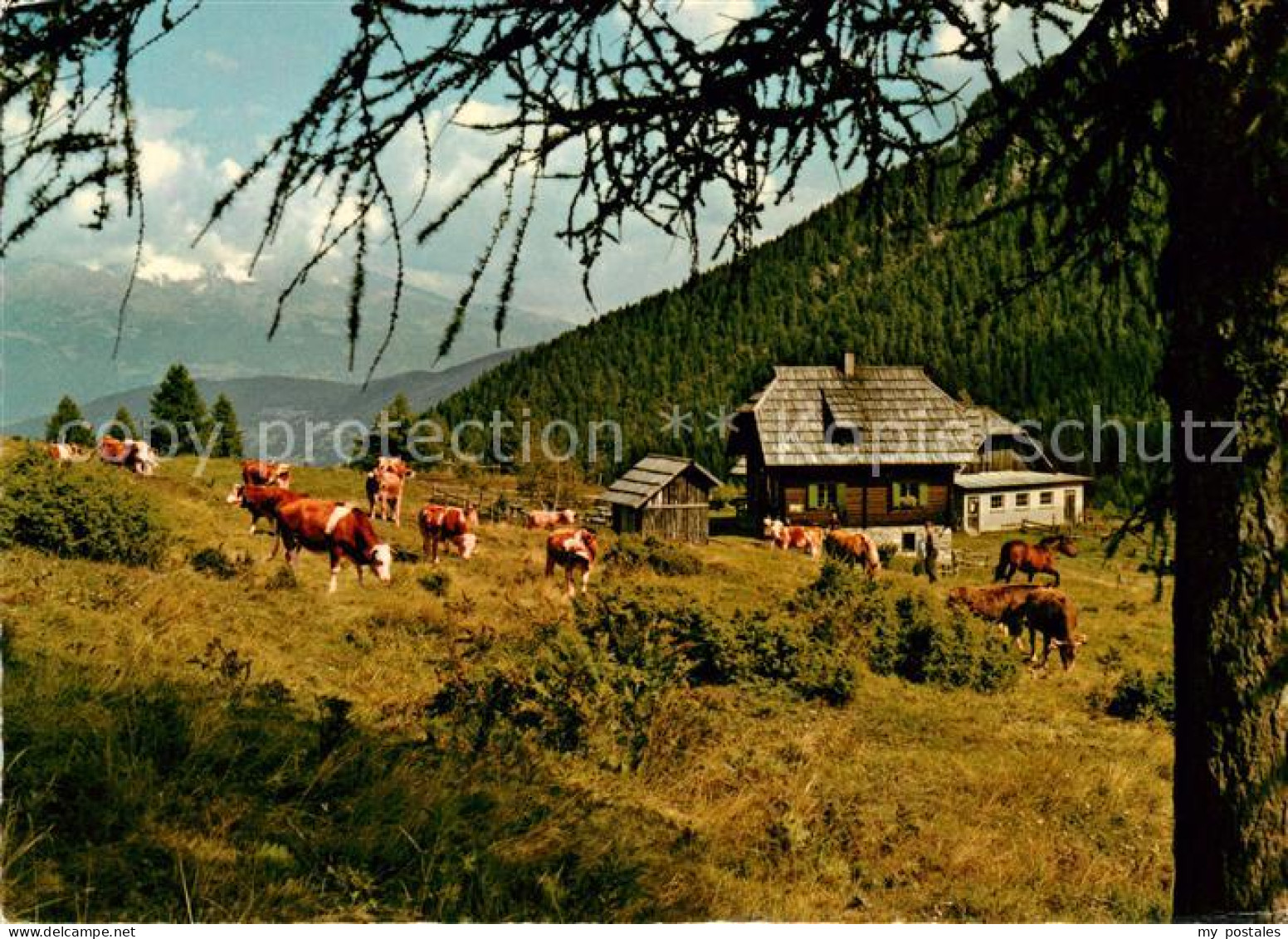 73234939 Weissensee Kaernten Alm Hinter'm Brunn Kuehe Weissensee Kaernten - Weissensee