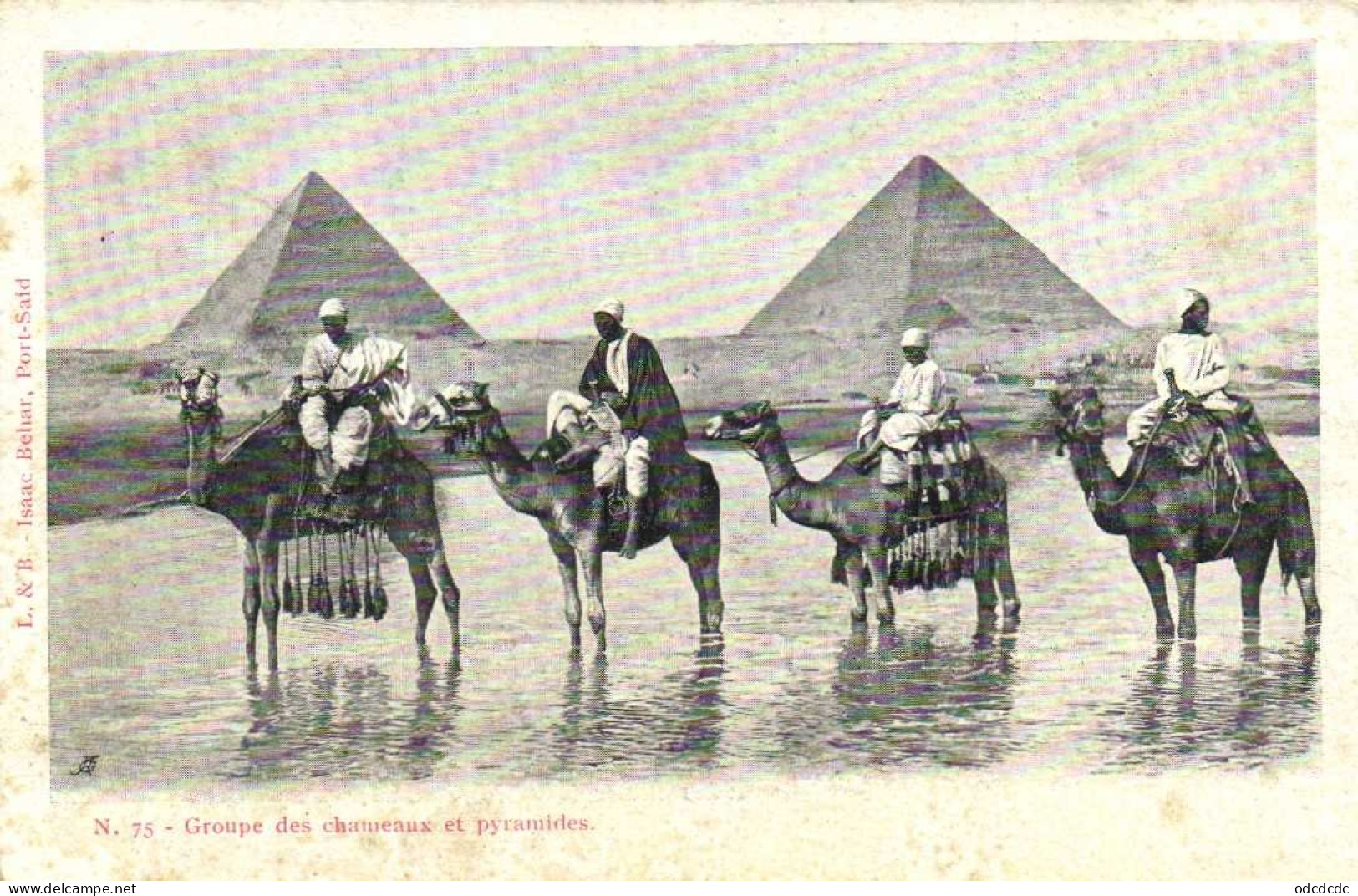 Groupe De Chameaux Et Pyramides RV - Pyramides