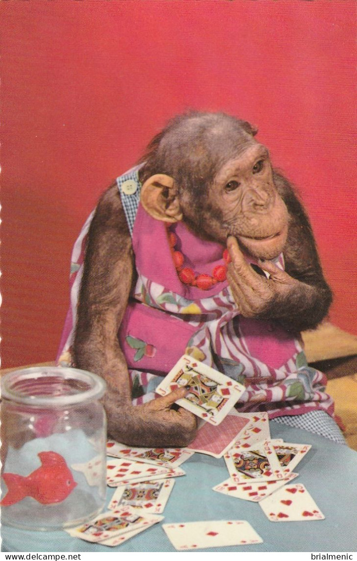 SINGE JOUEUR - Playing Cards