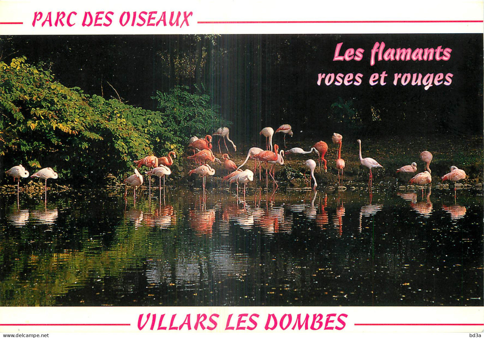 01 - VILLARS LES DOMBES - FLAMANTS ROSES ET ROUGES - Villars-les-Dombes