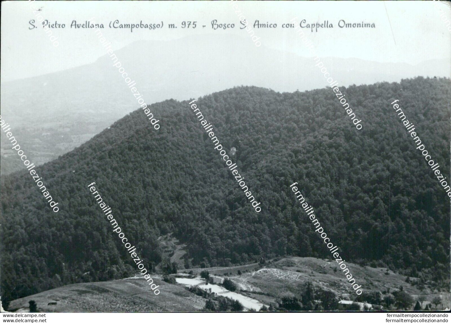 Bi360 Cartolina S.pietro Avellana  Bosco S.amico Provincia Di Campobasso - Campobasso