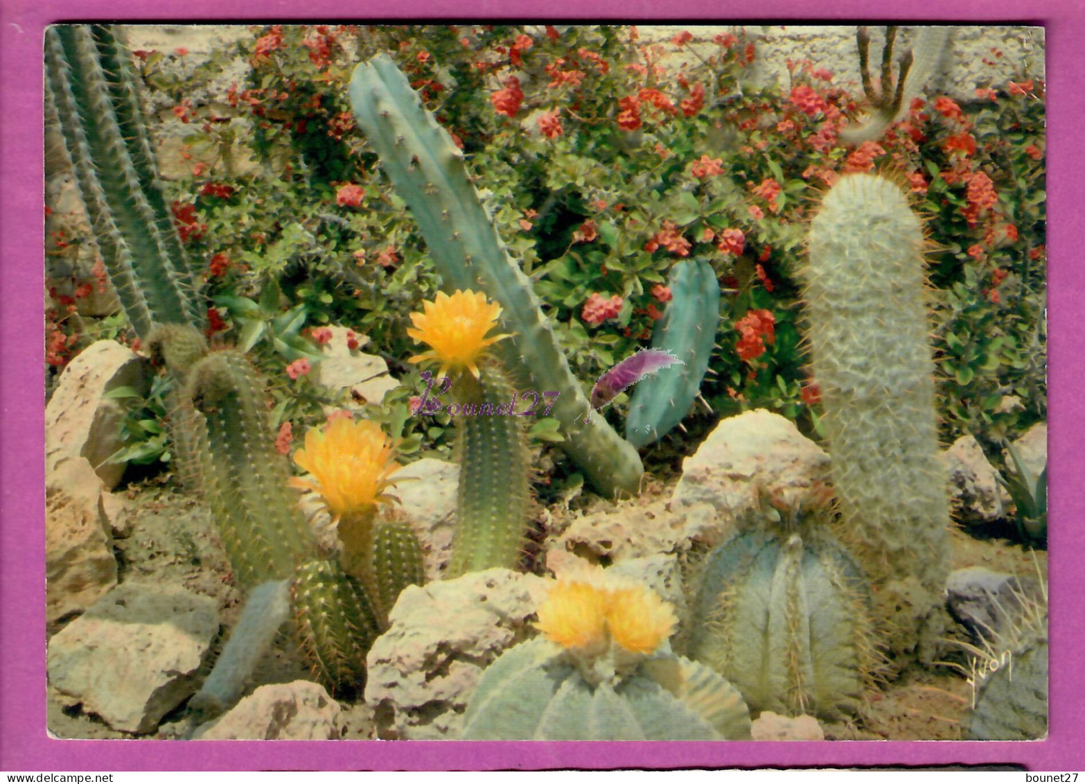 CACTUS Fleur Jaune Côte D'Azur Le Jardin Exotique De SANARY BANDOL 83 - Sukkulenten