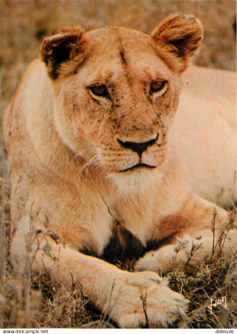 Animaux - Fauves - Lion - Animaux D'Afrique En Liberté - Lionne - CPM - Voir Scans Recto-Verso - Leoni