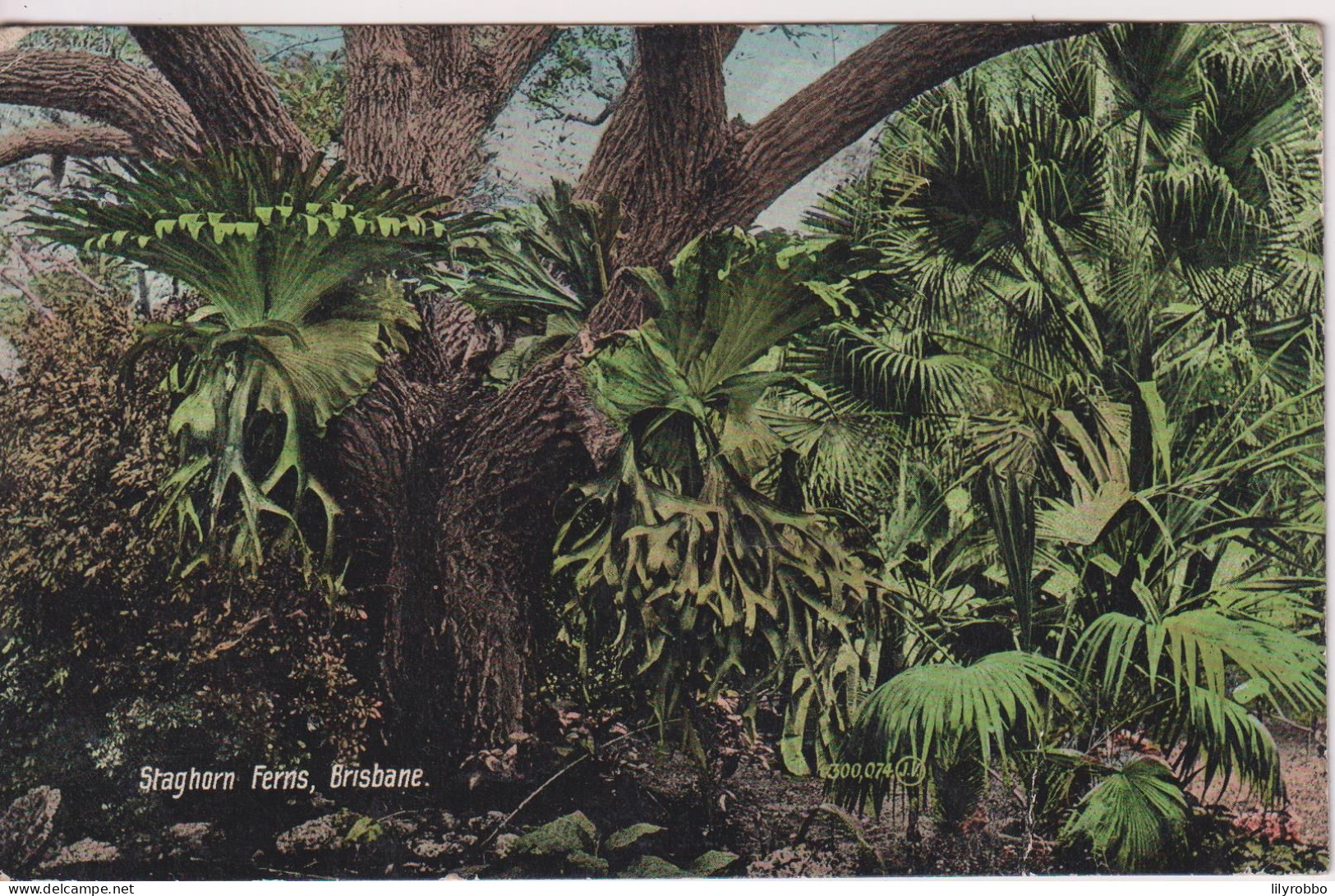 AUSTRALIA - Staghorn Ferns BRISBANE.  1908 Postmarks - Brisbane