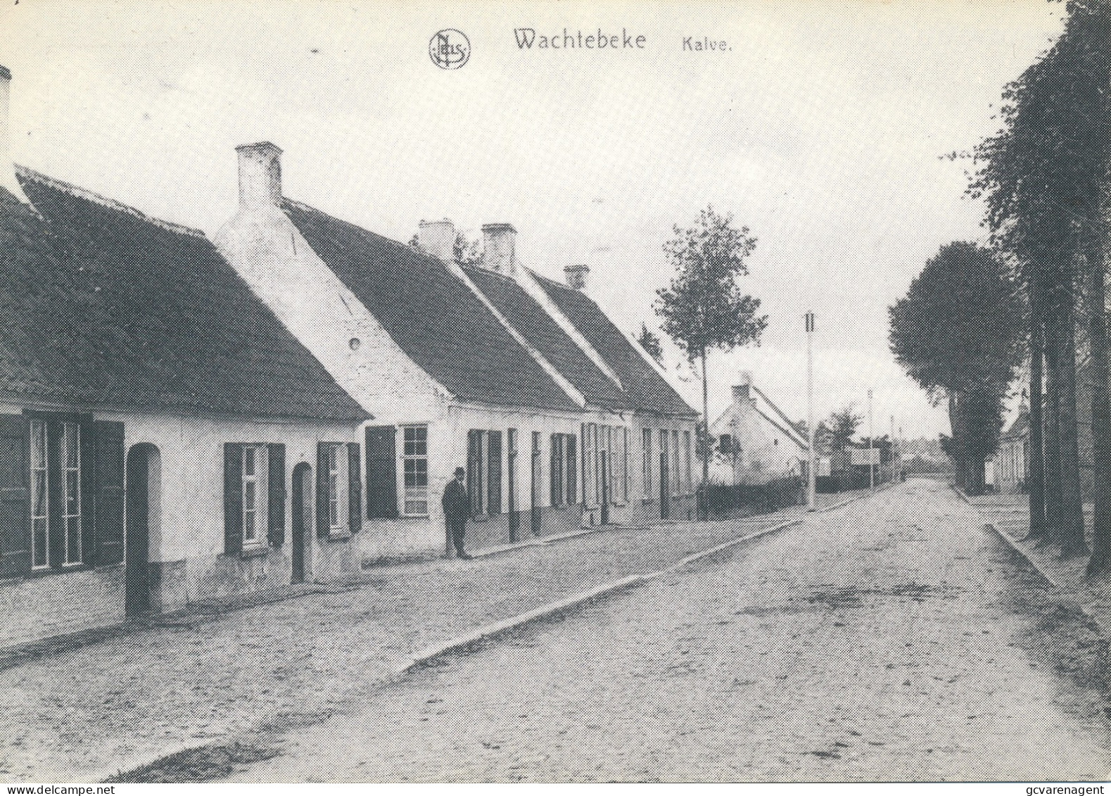 WACHTEBEKE  KALVE   - UIT PRIVE VERZAMELING BOONE  E . ERTVELDE  1985          ZIE AFBEELDINGEN - Wachtebeke