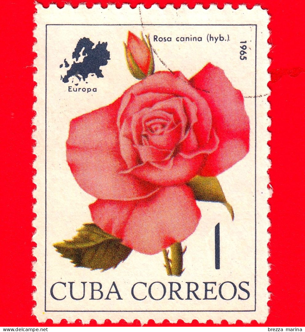 CUBA - Usato - 1965 - Fiori - Rosa Canina - 1 - Used Stamps