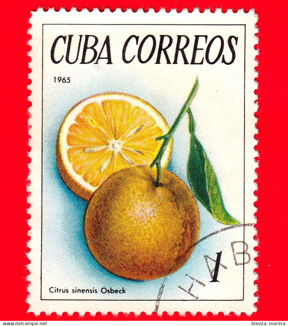 CUBA - Usato - 1965 - Frutti Tropicali - Arancia - 1 - Usati