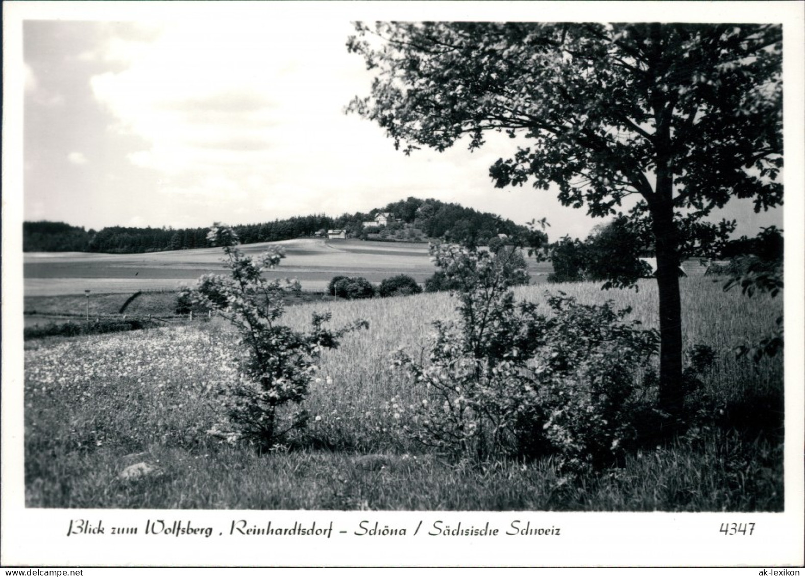 Ansichtskarte Reinhardtsdorf-Reinhardtsdorf-Schöna Wolfsberg 1975 - Schoena