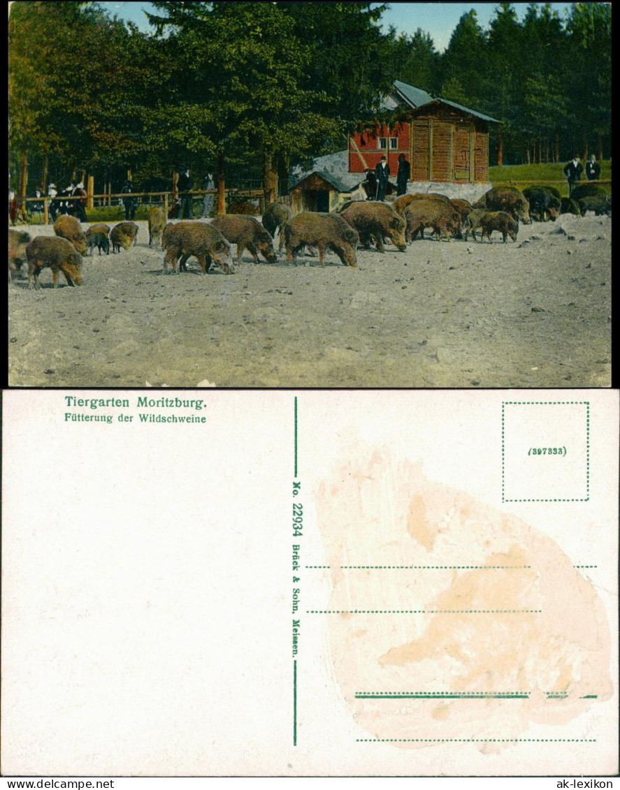 Moritzburg Tiergarten Moritzburg - Fütterung Der Wildschweine 1914  - Moritzburg