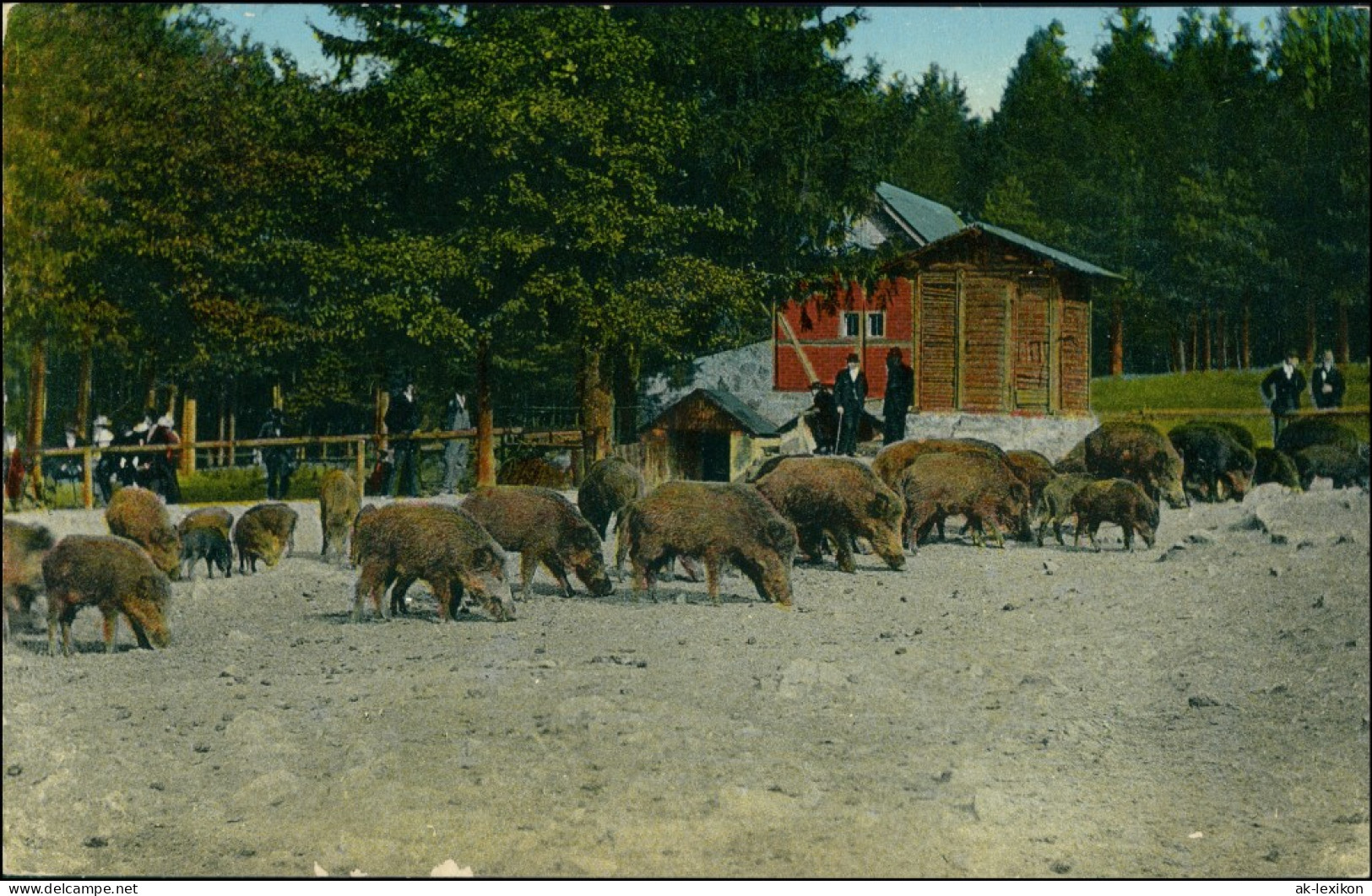 Moritzburg Tiergarten Moritzburg - Fütterung Der Wildschweine 1914  - Moritzburg