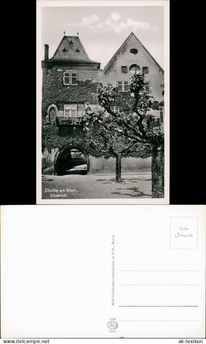 Ansichtskarte Eltville Am Rhein Blühende Bäume Am Eltzerhof 1955 - Eltville