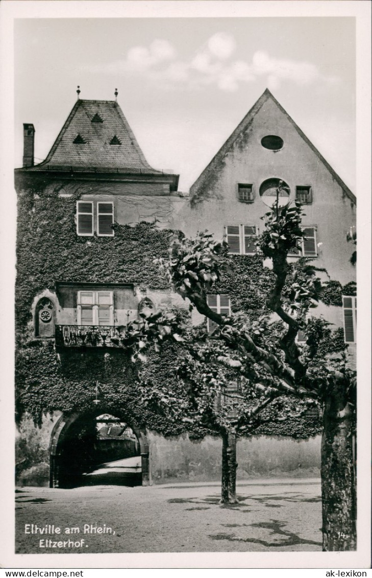 Ansichtskarte Eltville Am Rhein Blühende Bäume Am Eltzerhof 1955 - Eltville