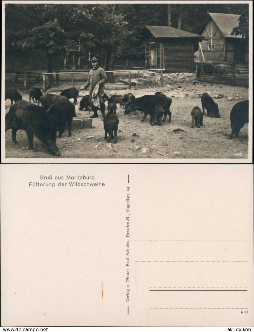 Ansichtskarte Moritzburg Fütterung Der Wildschweine - Förster 1930 - Moritzburg