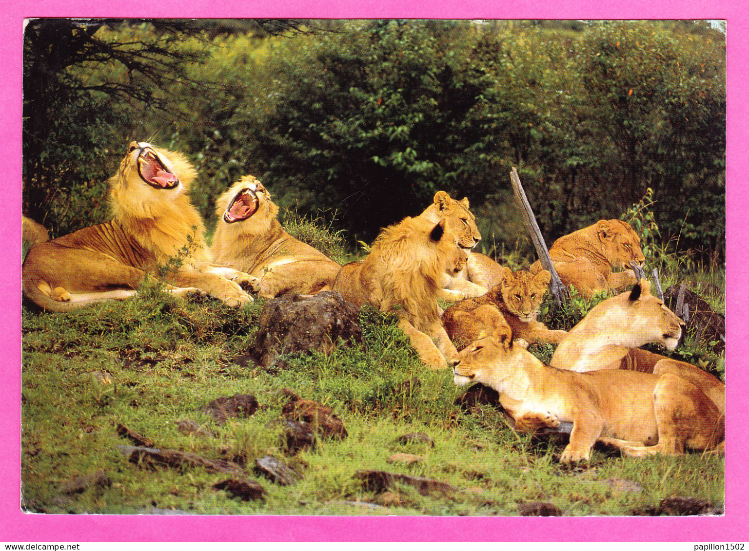 Animaux-176P39 Au Kenya Groupe De Lions, Lionnes Et Lionceaux, Voir Timbres - Leoni