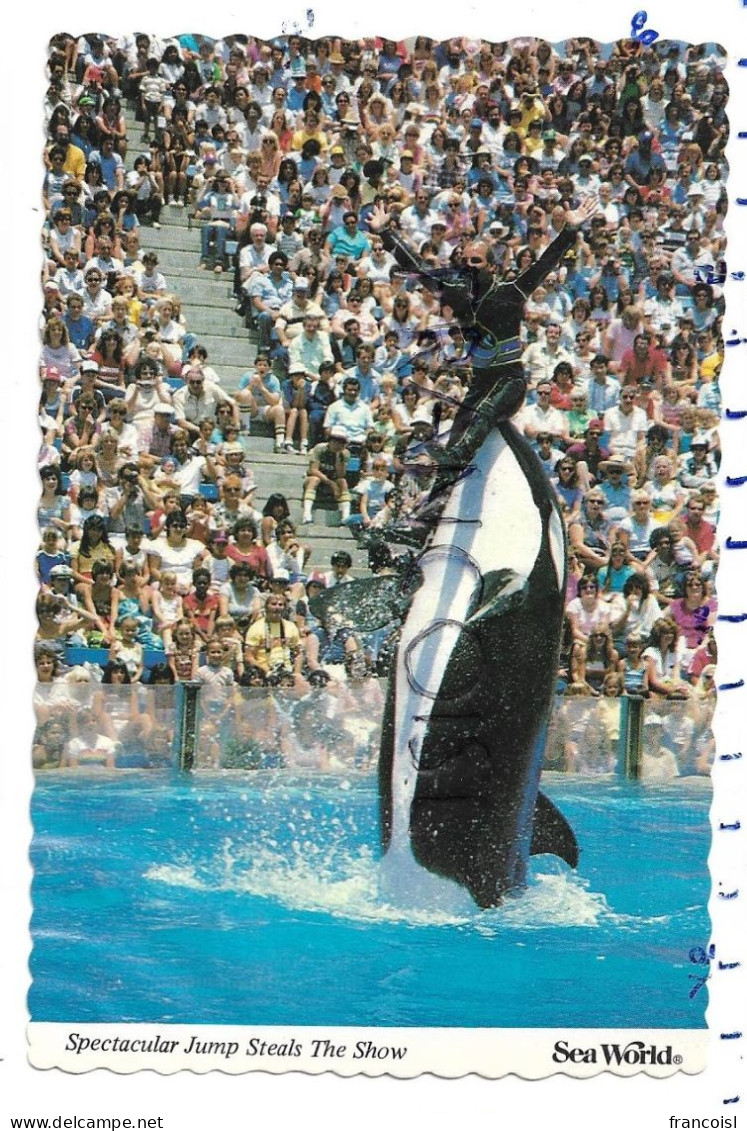 Sea World. Shamu. Orque Et Plongeur - Orlando