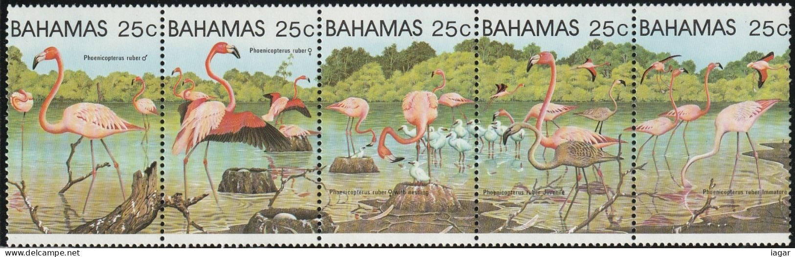 THEMATIC FAUNA:  GREATER FLAMINGOS. MALE, FEMALE, FEMALE WITH NESTLING, JUVENILE, IMMATURE BIRD.  STRIP OF 5  - BAHAMAS - Flamingos