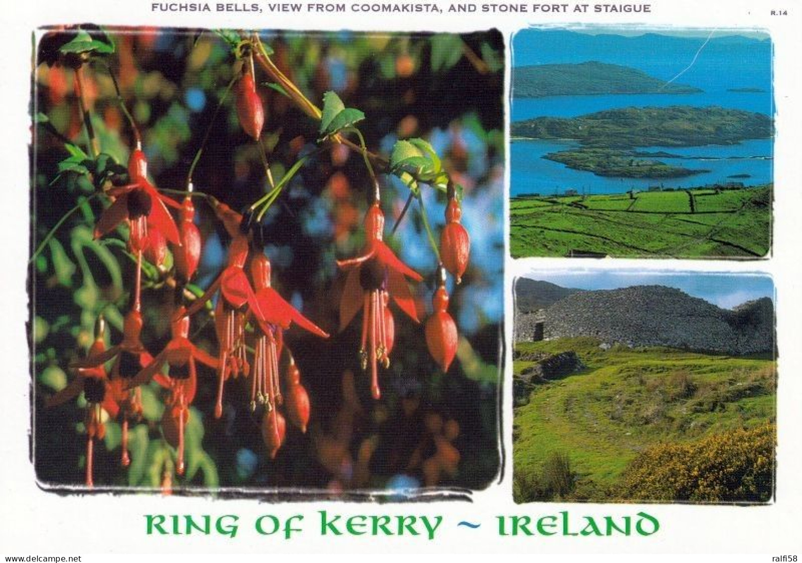 1 AK Irland / Ireland * Ring Of Kerry - Fuchsia Bells, View From Coomakista And Stone Fort At Staigue - County Kerry * - Kerry