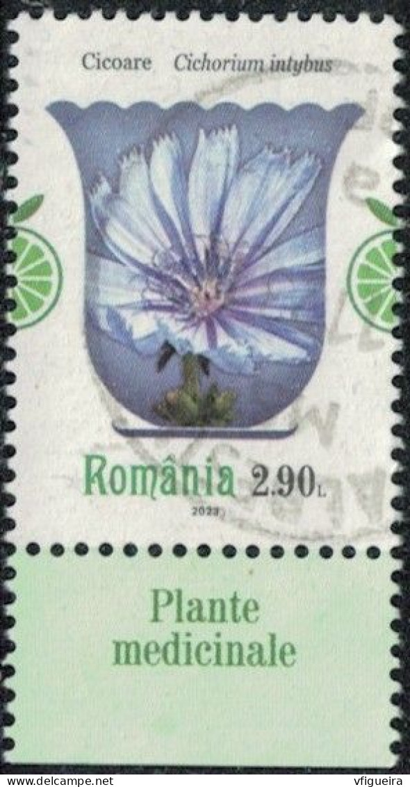 Roumanie 2023 Oblitéré Used Plantes Médicinales Cichorium Intybus Chicorée Sauvage Y&T RO 6962 SU - Usati