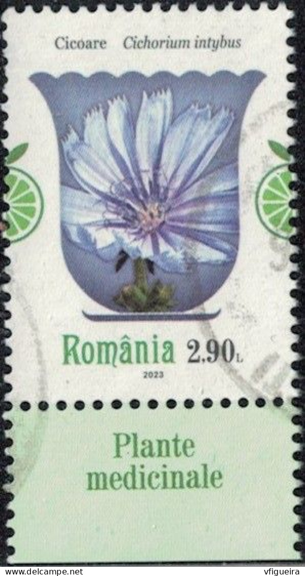 Roumanie 2023 Oblitéré Used Plantes Médicinales Cichorium Intybus Chicorée Sauvage Y&T RO 6962 SU - Oblitérés