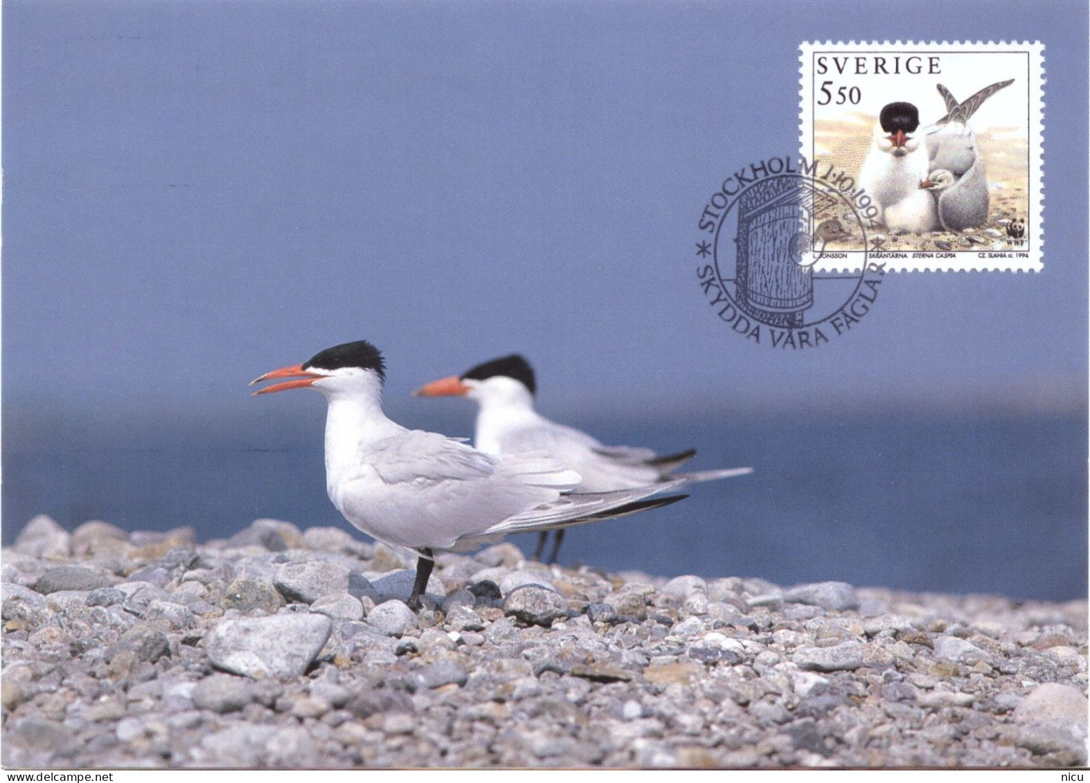 1994 - BIRD - CASPIAN TERN (Sterna Caspia) - Maximum Cards & Covers