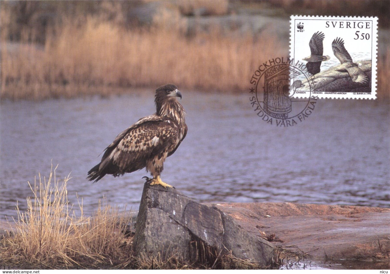 1994 - BIRD - WHITE-TAILED EAGLE (Haliaetus Albicilla) - Cartes-maximum (CM)