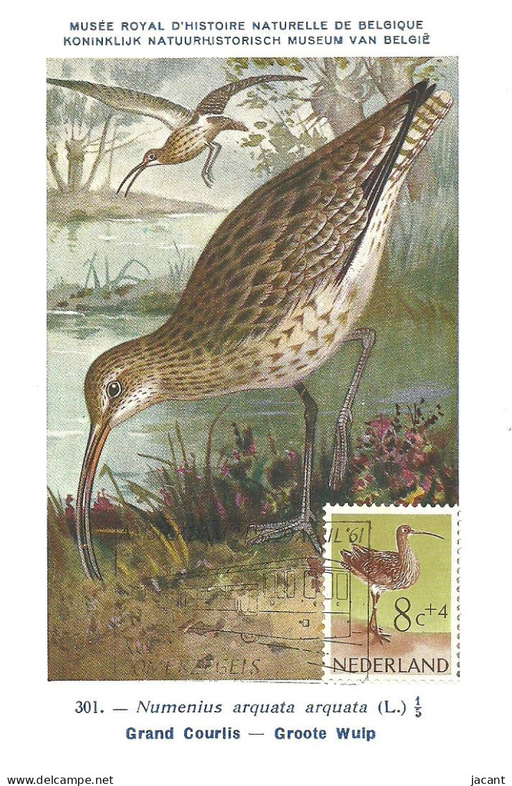Carte Maximum - Oiseaux - Pays Bas - Maçarico Real - Grand Courlis - Eurasian Curlew - Numenius Arquata - Maximumkaarten