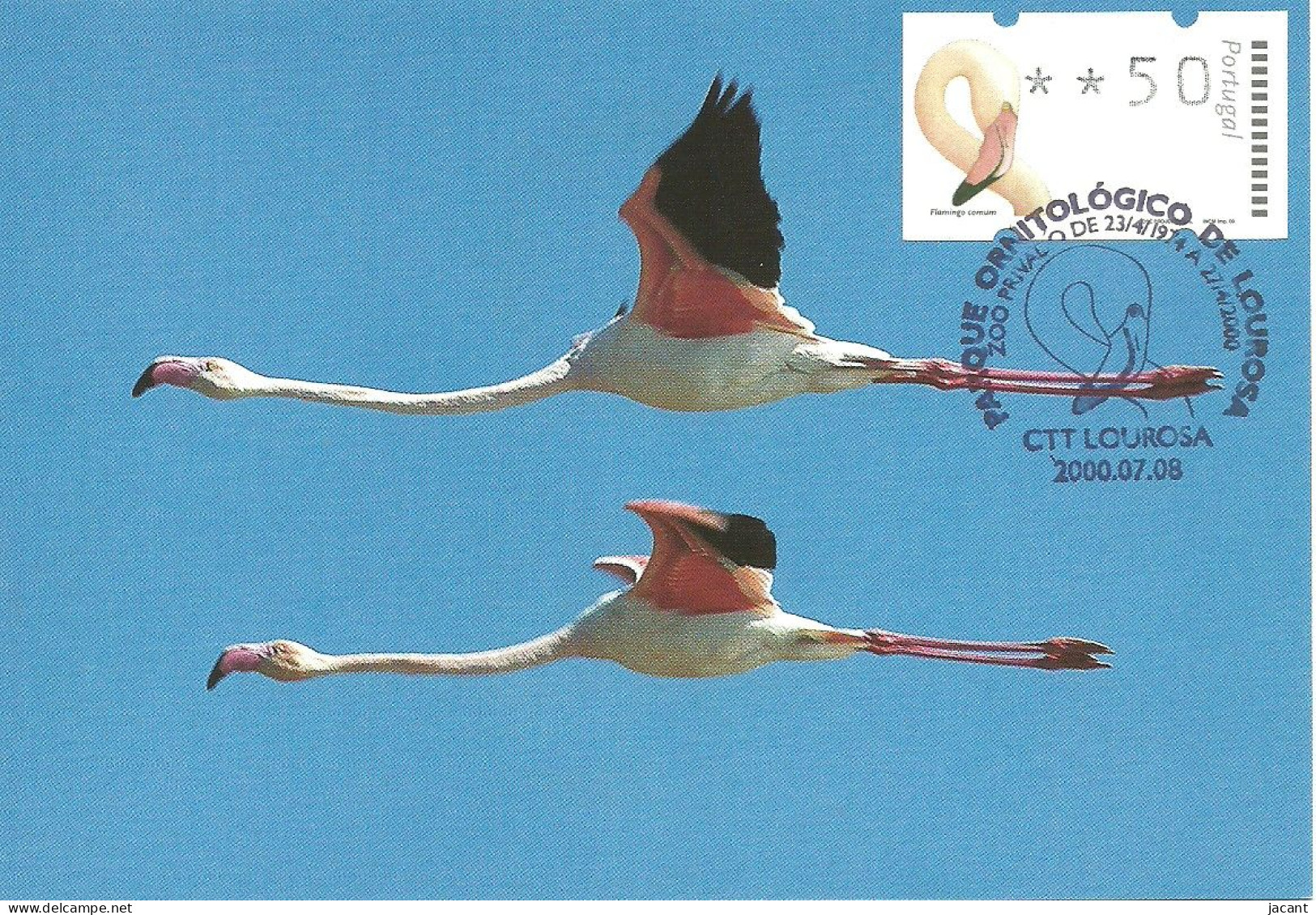 Carte Maximum - Oiseaux - Portugal - ATM - Greater Flamingo - Flamant Rose - Phoenicopterus Ruber - Cartes-maximum (CM)