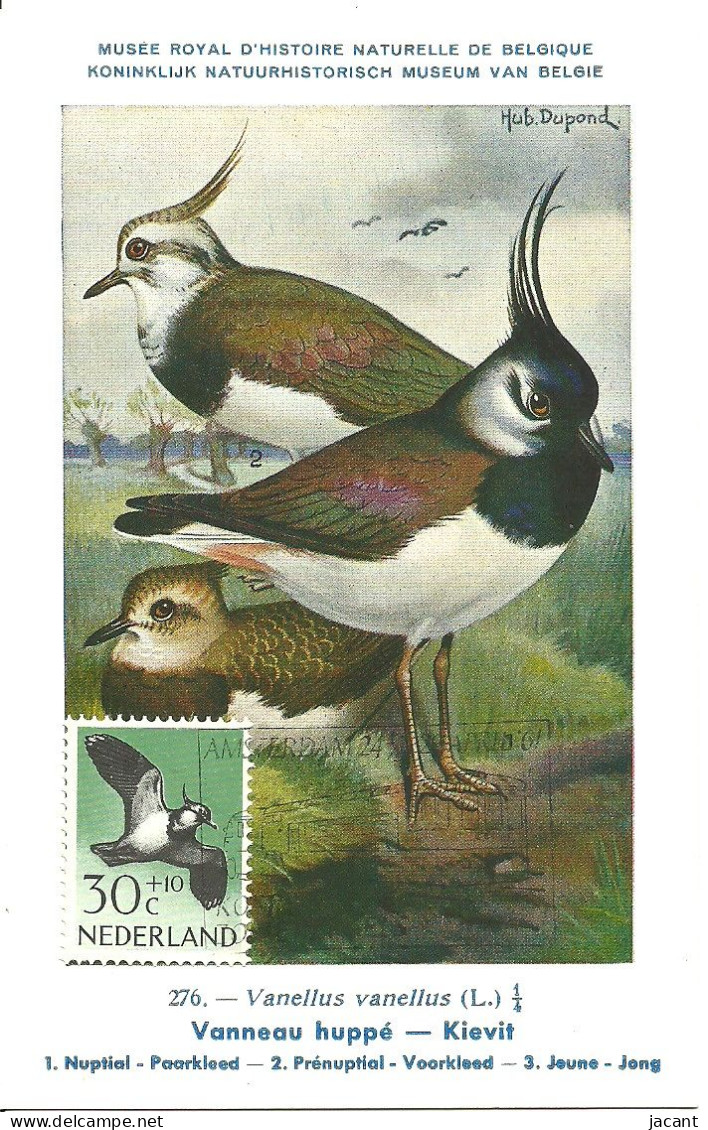 Carte Maximum - Oiseaux - Pays Bas - Abibe Comum - Vanneau Huppé - Northern Lapwing - Vanellus Vanellus - Cartas Máxima