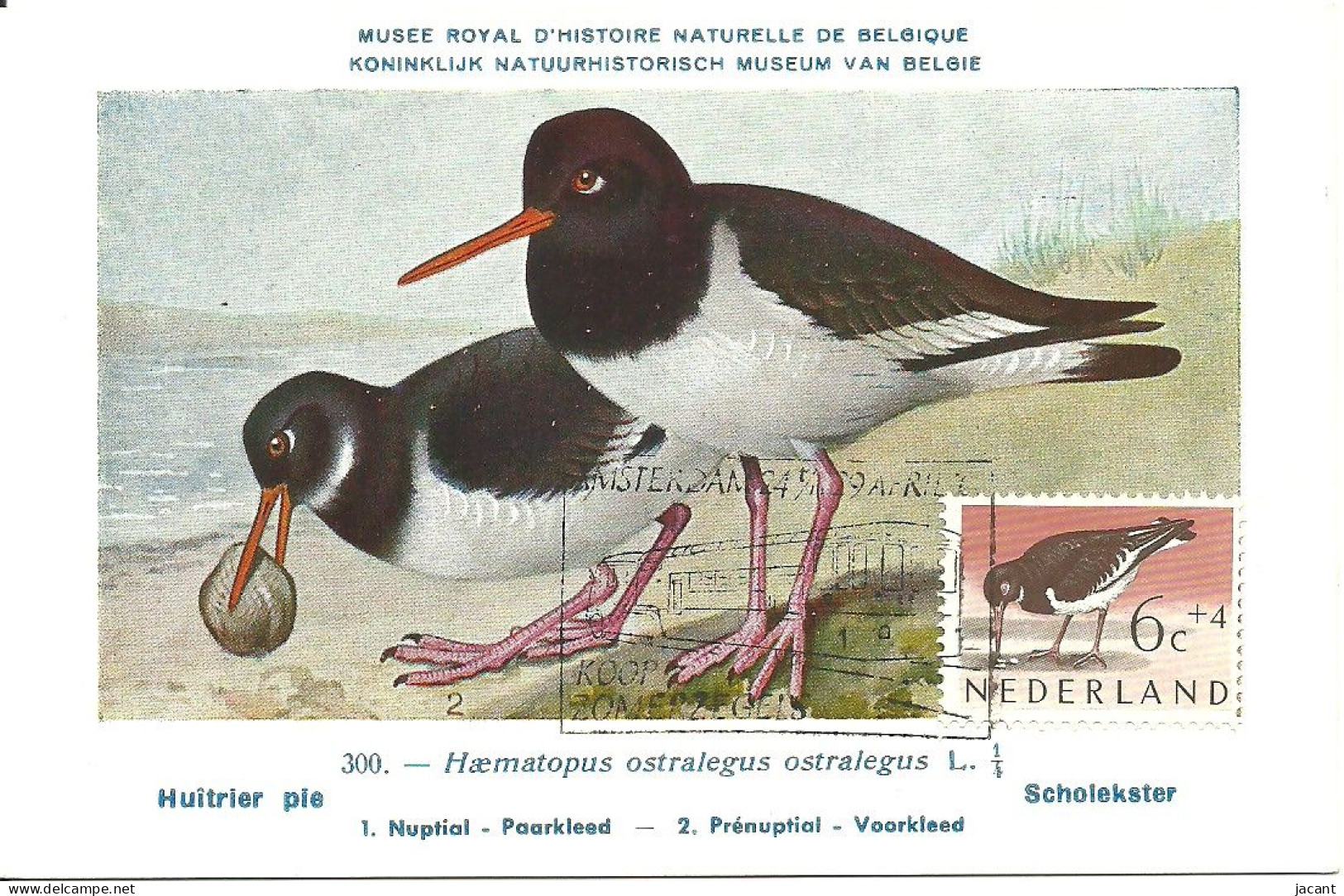 Carte Maximum - Oiseaux - Pays Bas - Ostraceiro Europeu - Huitrier Pie - Ustrel - Haematopus Ostralegus - Cartes-Maximum (CM)