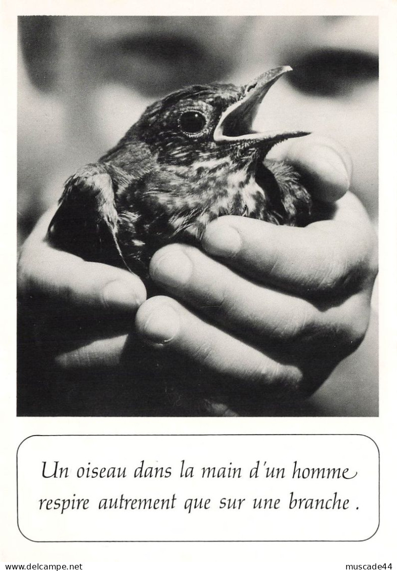 PETIT OISEAU DANS DES MAINS - UN OISEAU DANS LA MAIN D UN HOMME RESPIRE AUTREMENT QUE SUR UNE BRANCHE - Philosophie & Pensées