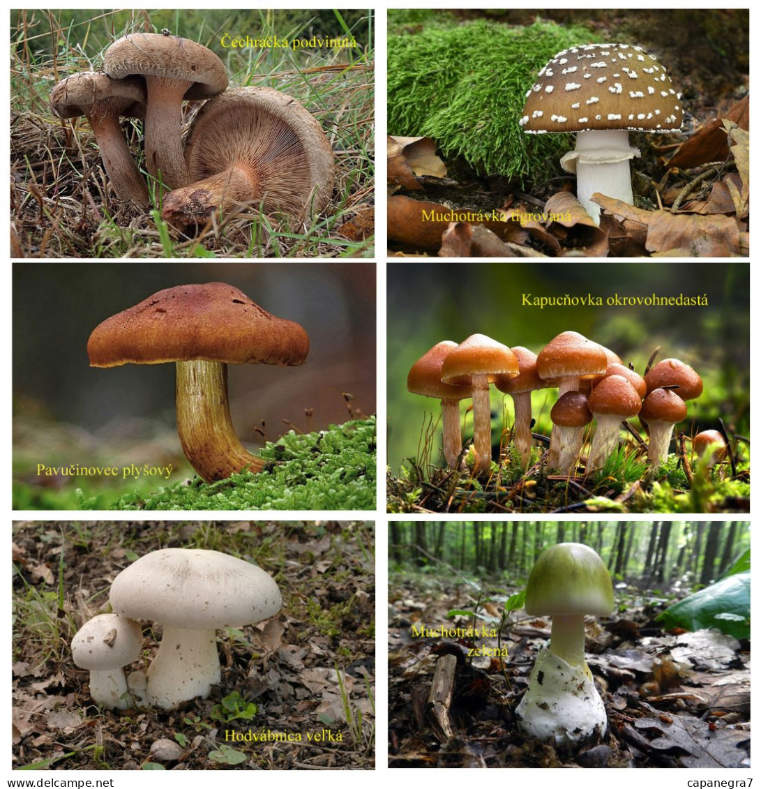 Mushrooms, Slovakia, 6 Pocket Calendar 2021 - Tamaño Pequeño : 2001-...