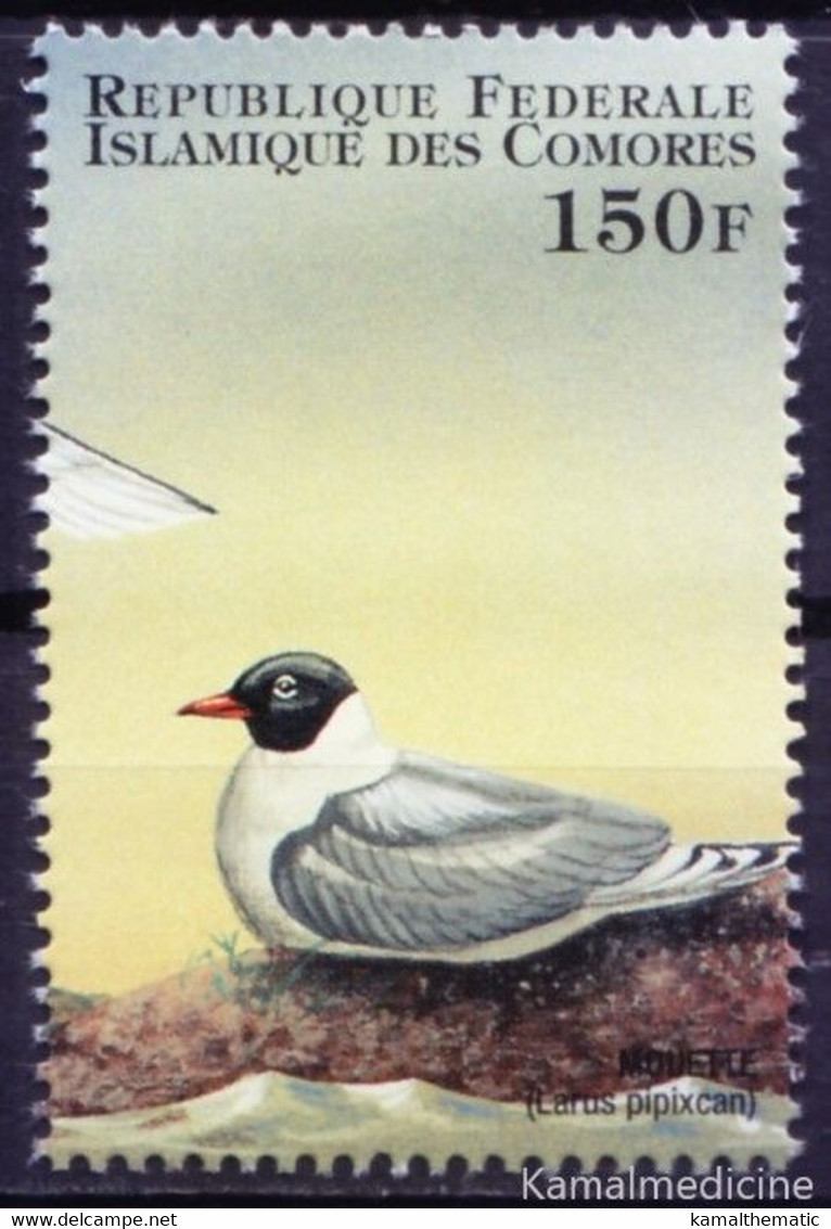 Comoros 1998 MNH, Franklin's Gull, Water Birds - Meeuwen
