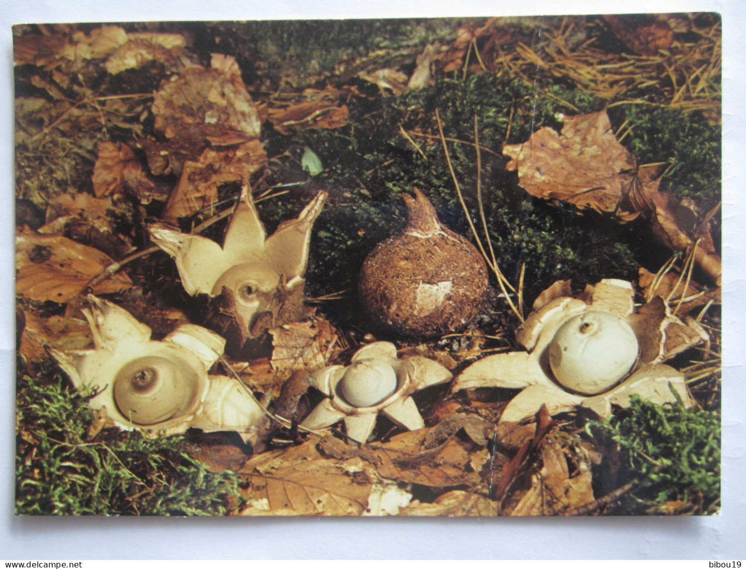 GEASTRE INDIFFERENT GEASTRUM TRIPLEX - Champignons