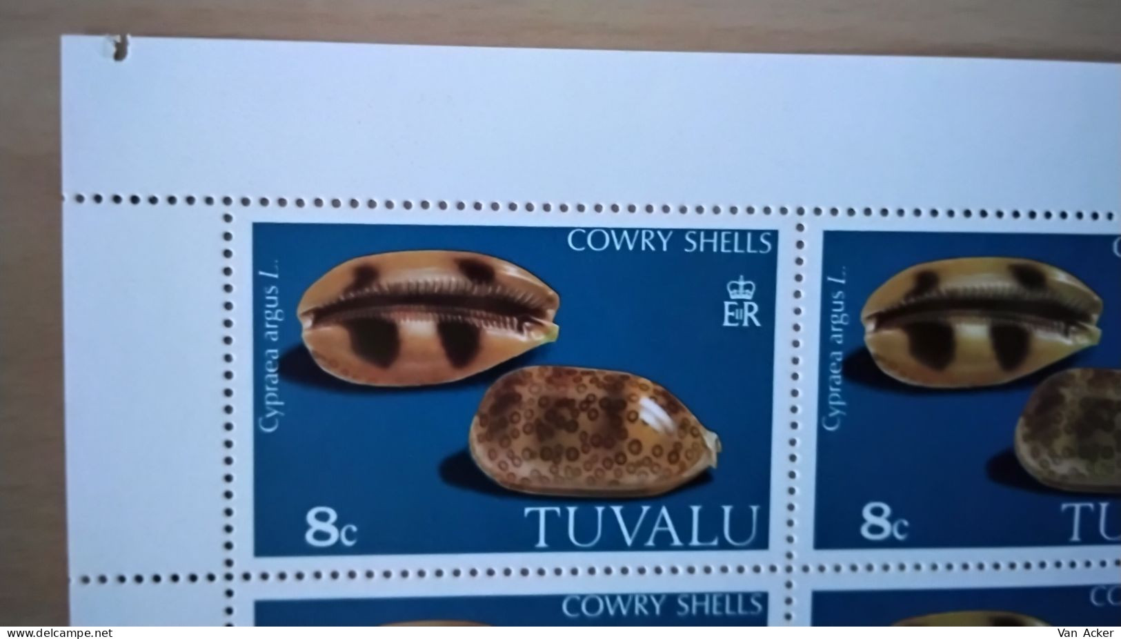 Tuvalu Cowry Shells **. - Tuvalu (fr. Elliceinseln)