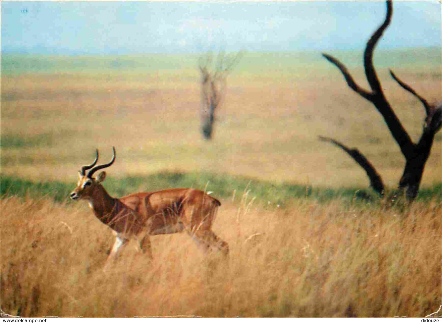 Zaïre - Parc National Des Virunga - Région Du Kivu - Antilope Cob De Thomas - CPM - Voir Scans Recto-Verso - Autres & Non Classés