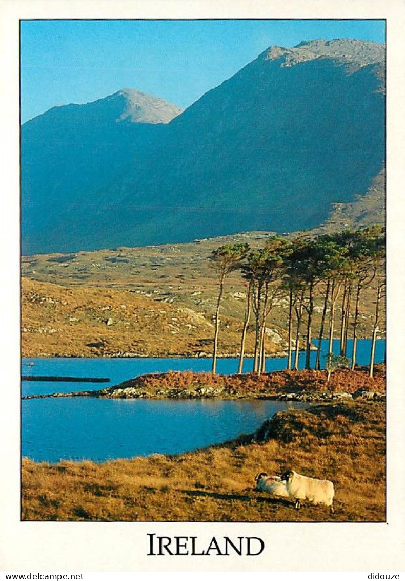 Irlande - Galway - Connemara - Early Morning On Derryclare Lough Between Clifden And Recess - Moutons - Carte Neuve - Ir - Galway