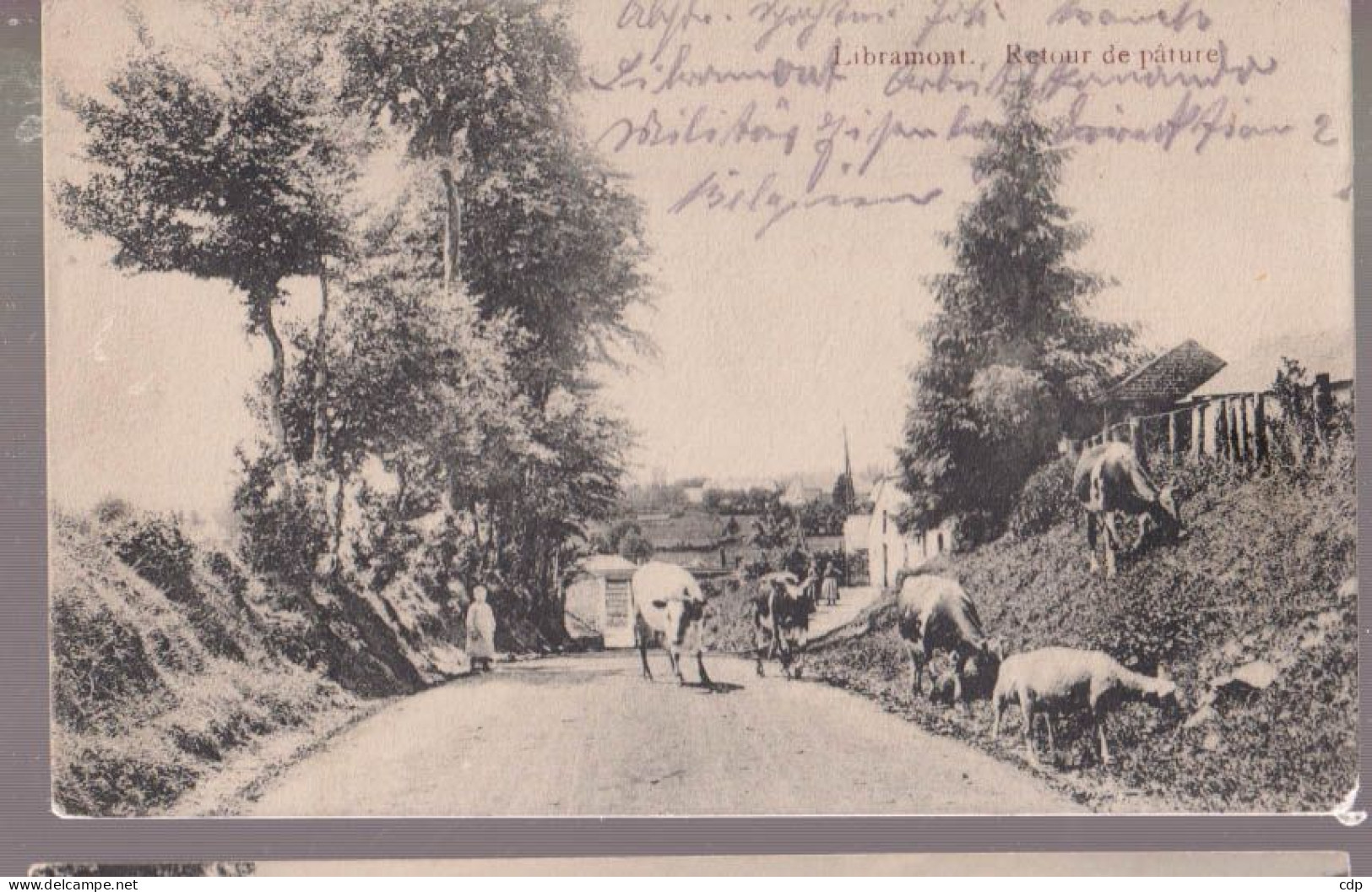 Cpa  Libramont  Vaches Et Mouton  1914 - Libramont-Chevigny