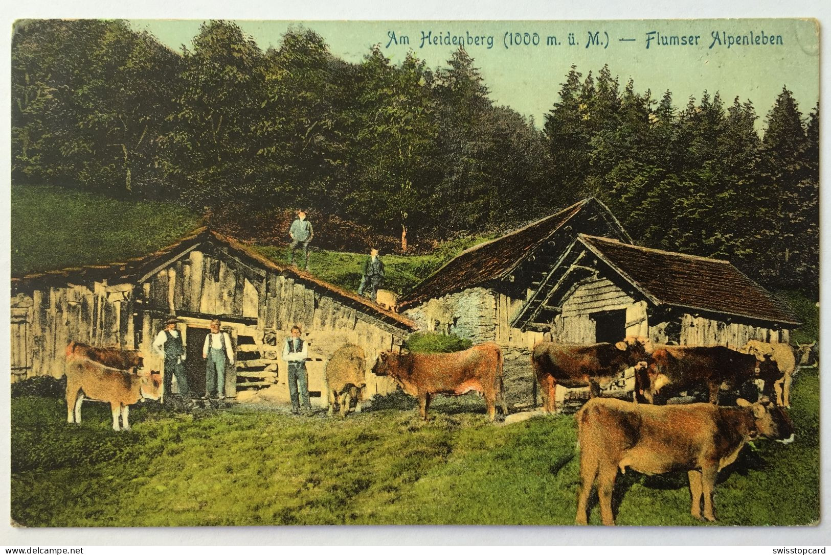 FLUMS Flumser Alpenleben Am Heidenberg, Bauer, Kühe - Flums