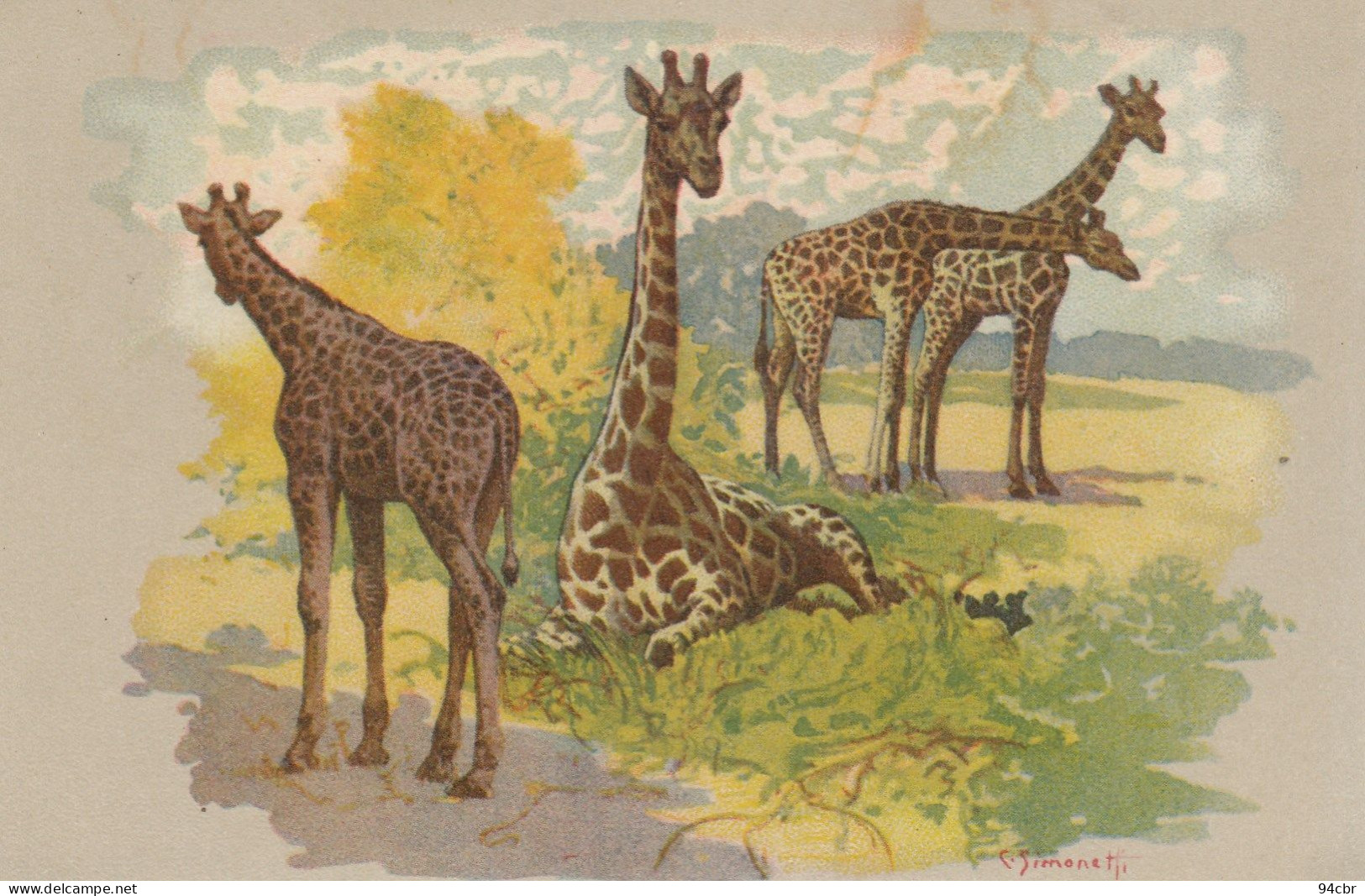 CPA (  Animaux) GIRAFES  (illustrateur Simonetti) (b.bur Theme) - Girafes