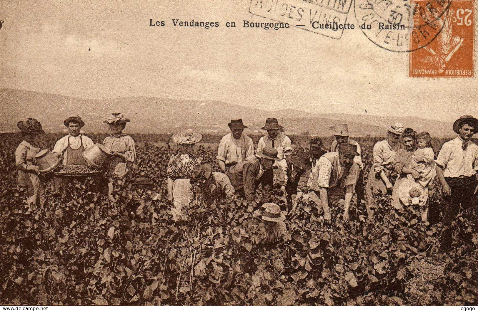 Les Vendanges En Bourgogne. Cueillette Du Raisin - Bourgogne