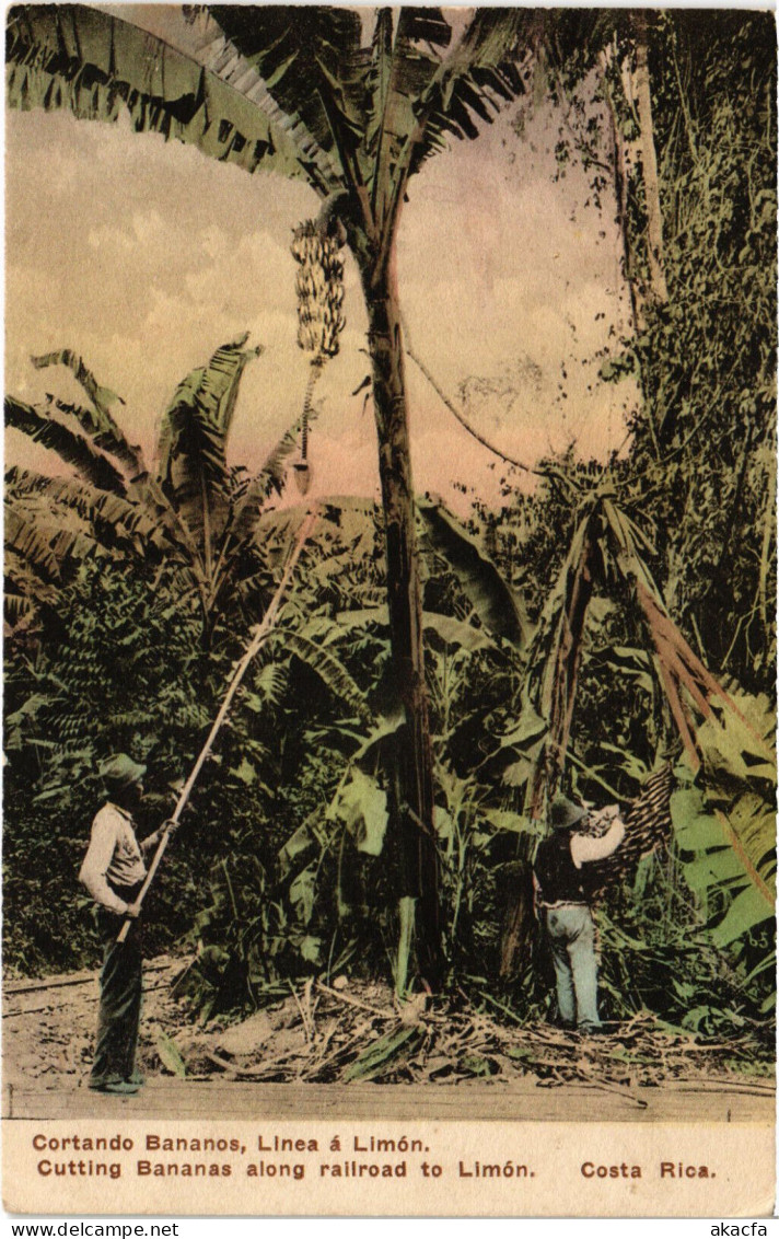 PC COSTA RICA CUTTING BANANAS RAILROAD TO LIMON Vintage Postcard (b52230) - Costa Rica